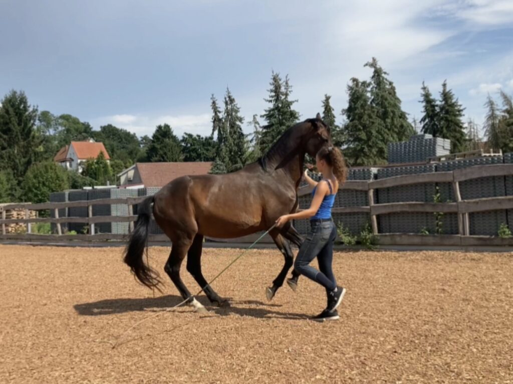Pferdetrainerin demonstriert feine Kommunikation bei der Freiarbeit im versammelten Galopp