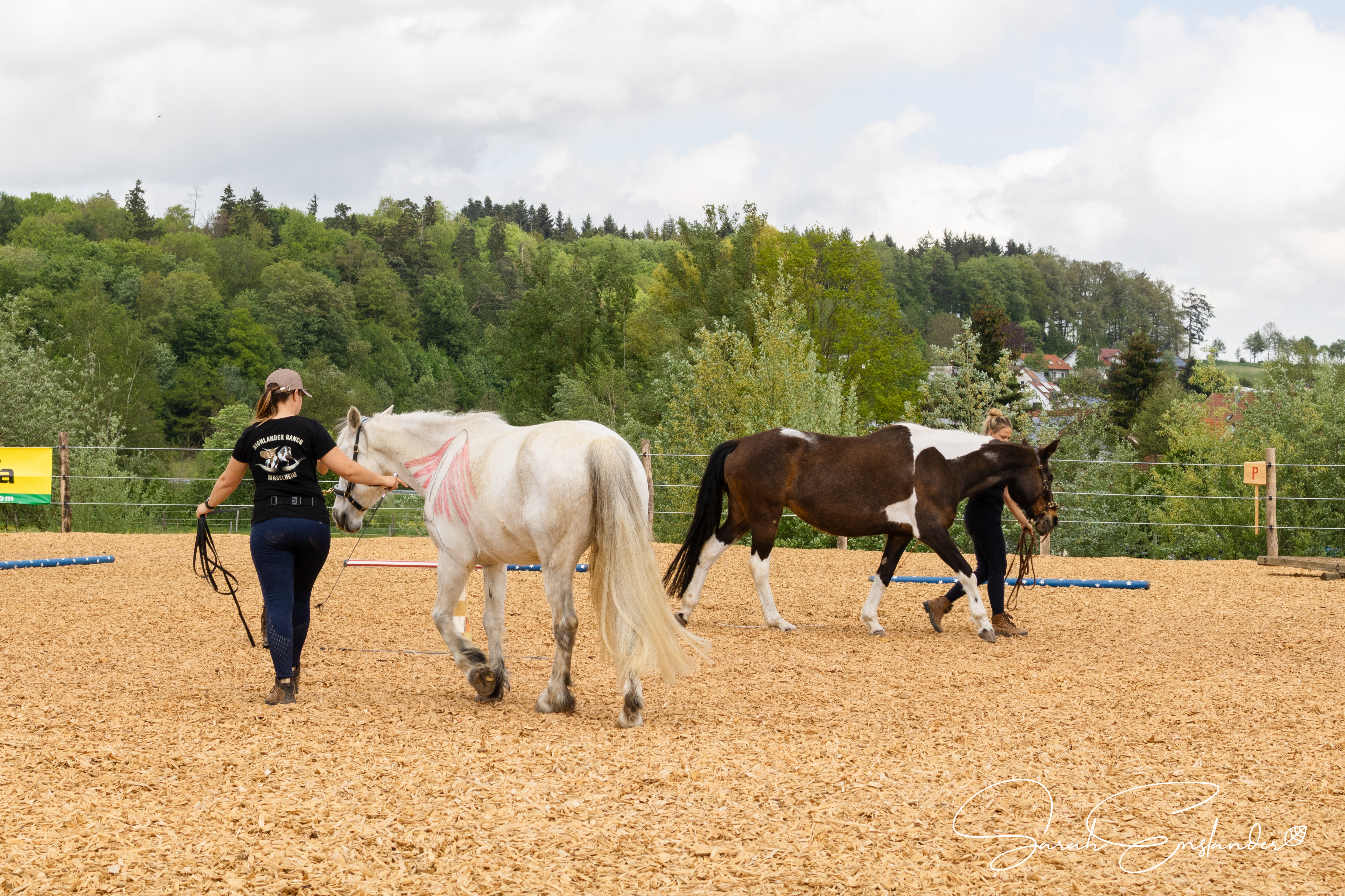 Körpersprachtraining und feines Longieren von Pferden beim mobilen Unterricht in Oberschwaben