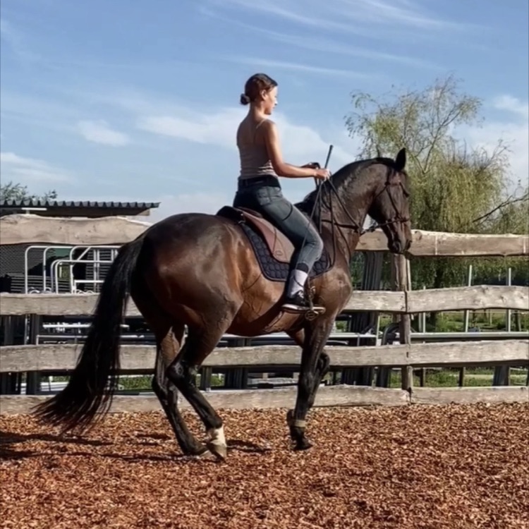 Mobile Reitlehrerin reitet eine Piaffe – Dressurausbildung im Umkreis von Biberach